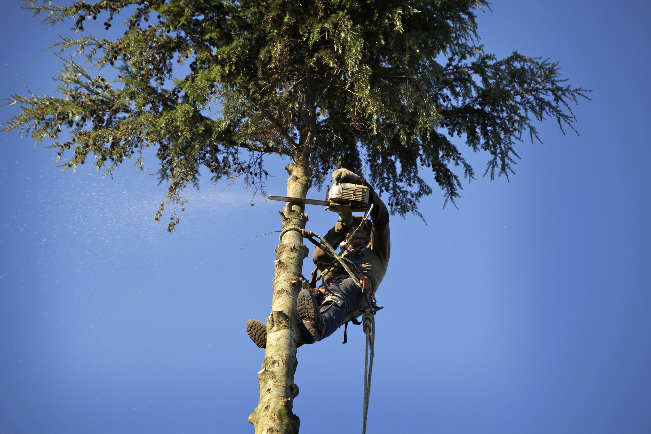 Better Cut Tree Service And More Image