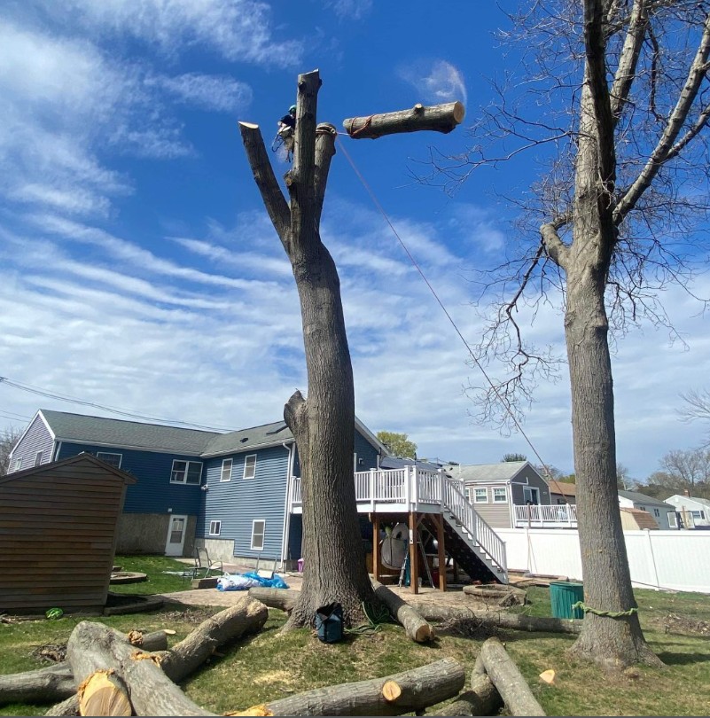 BAH Pro Tree Service