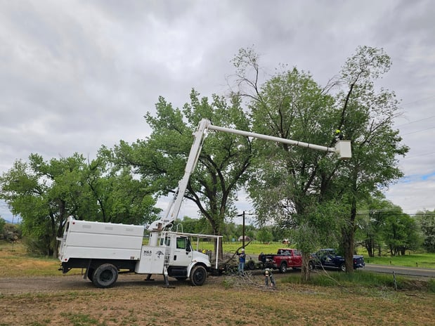 Images H & S Tree Care