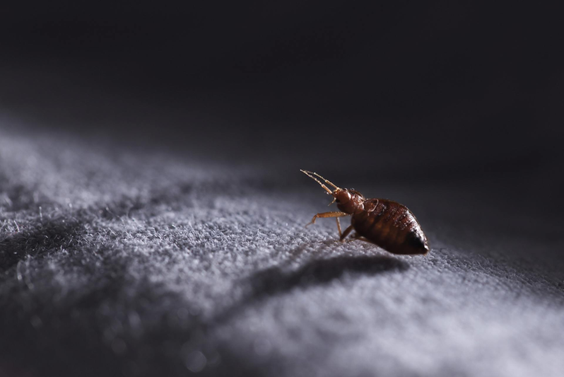 Images Biologic - Disinfestazioni Professionali