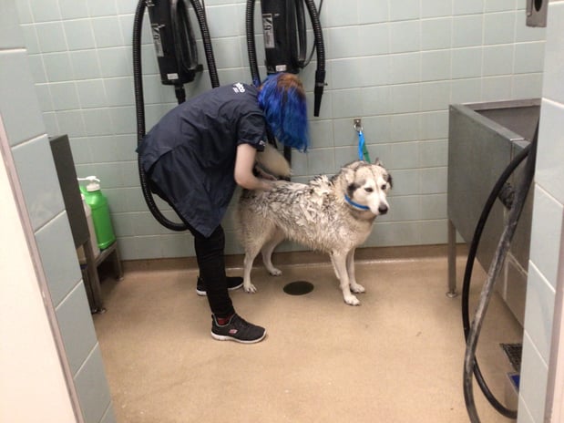 Images Petco