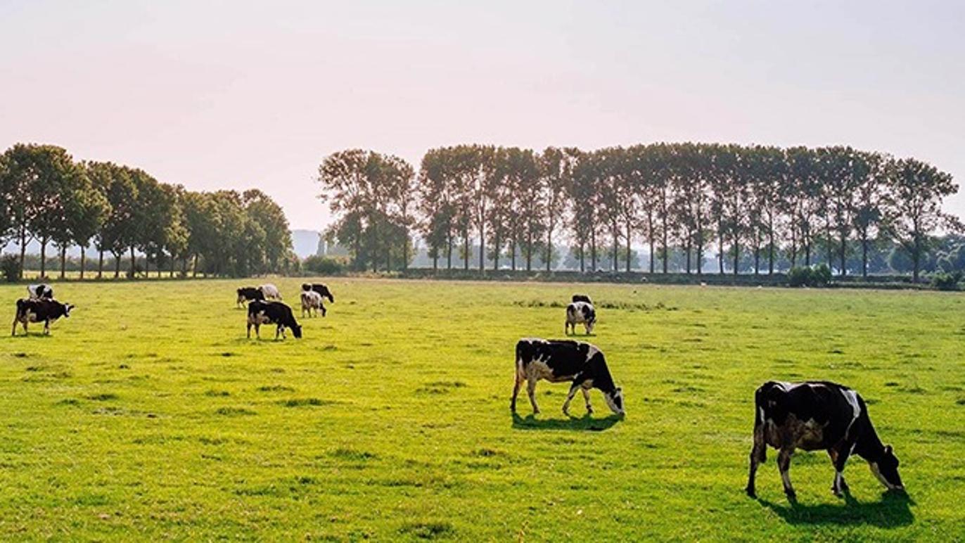 Images Cebeco Fourage A/S