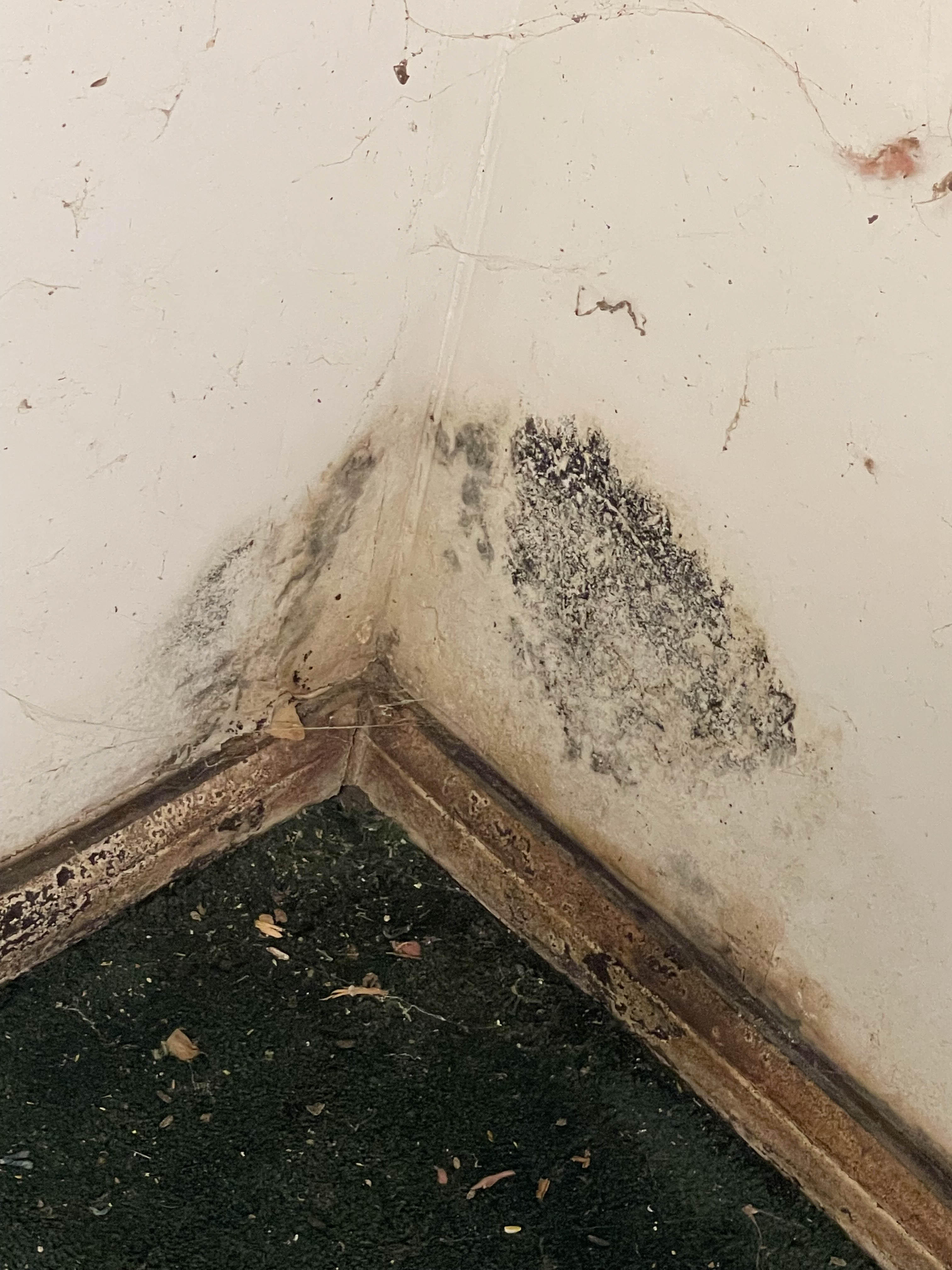 A little mold issue can quickly escalate into a big infestation. We can begin the restoration process as soon as you contact SERVPRO of West Knoxville.