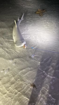 Images NSB Shark Hunters