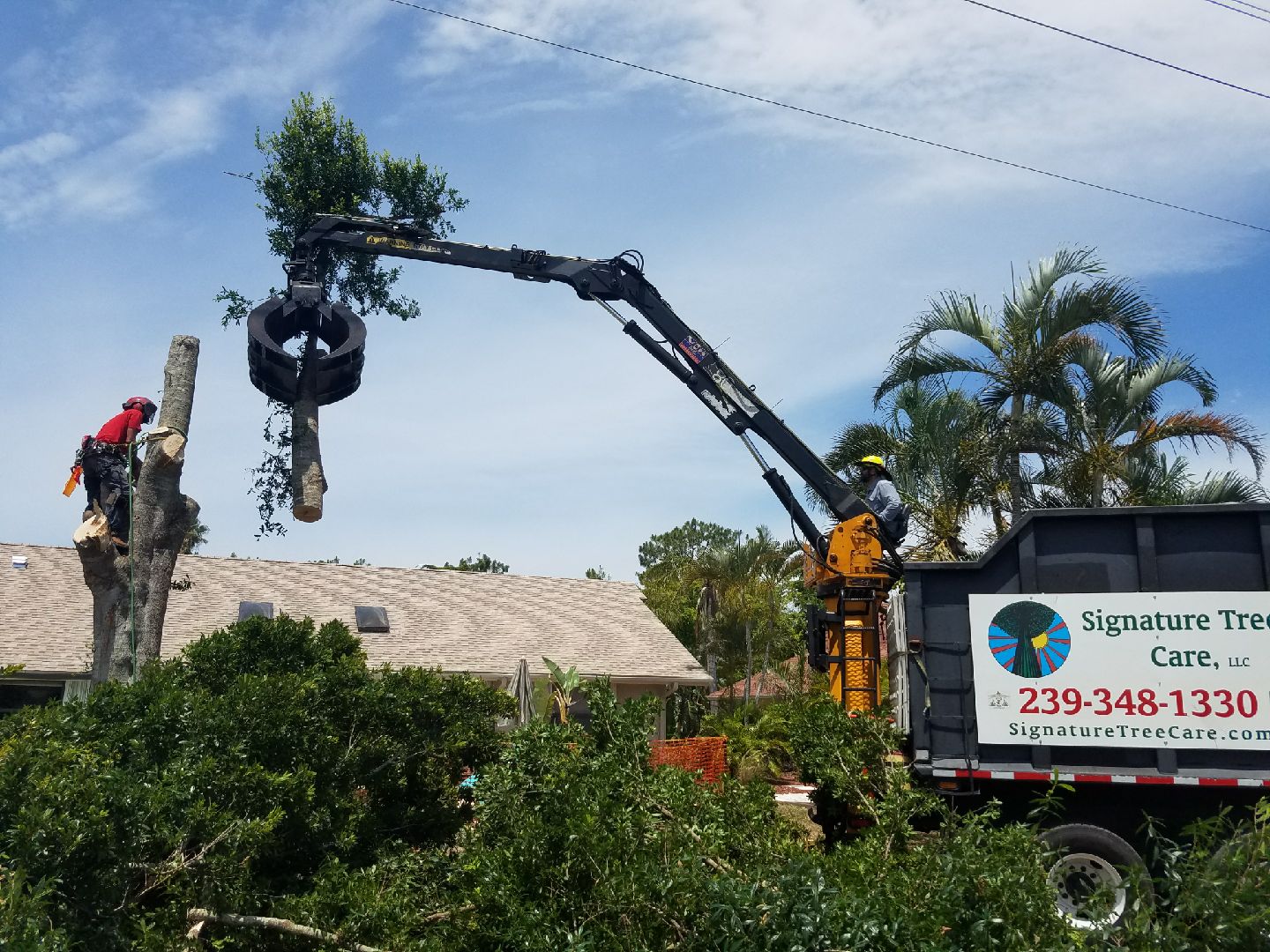 Signature Tree Care, LLC Photo