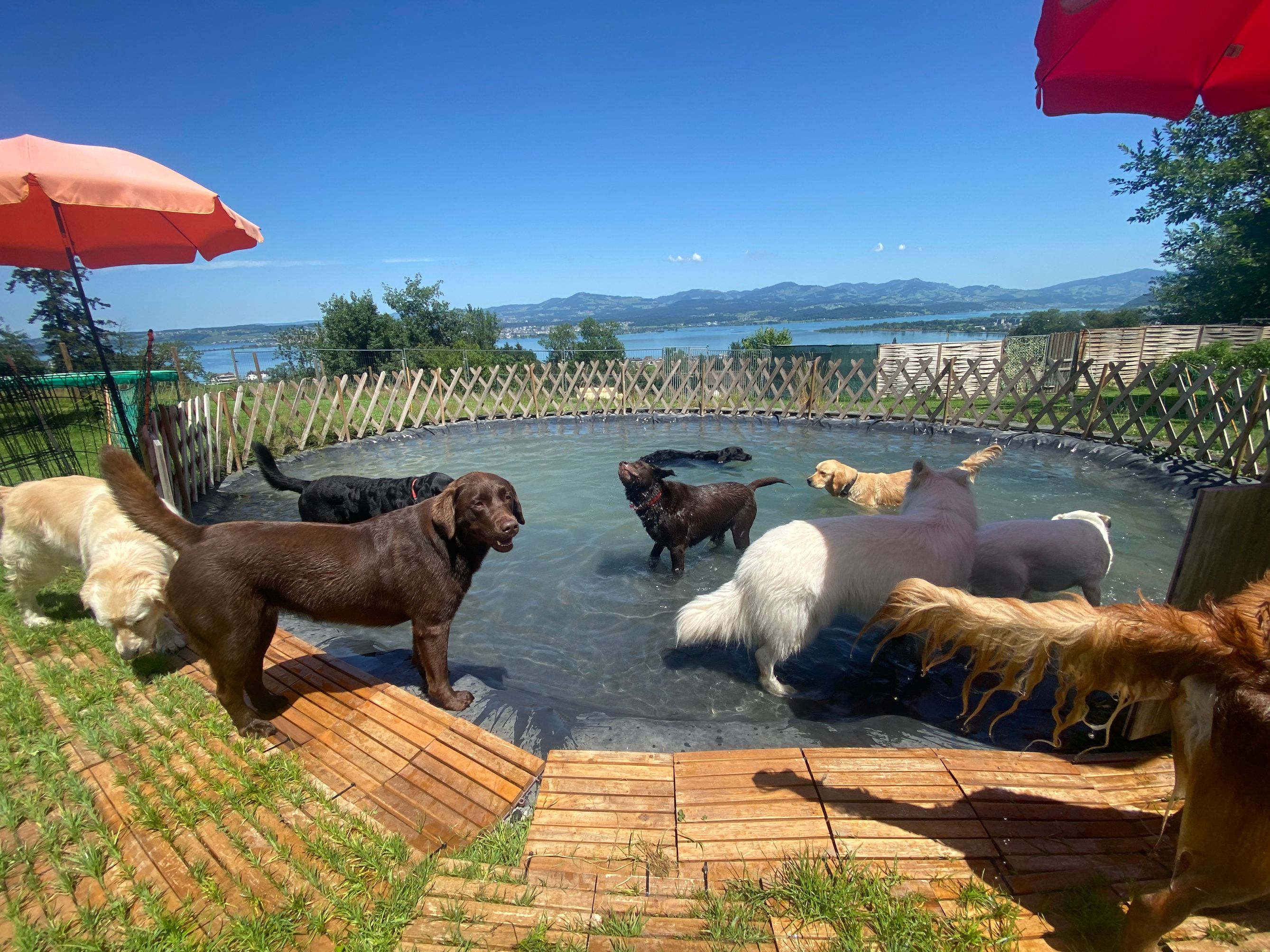 Bilder Alpepfötli GmbH