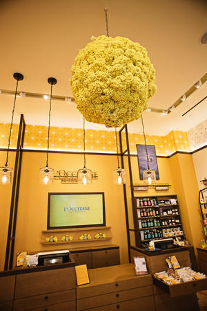 Images L'Occitane en Provence