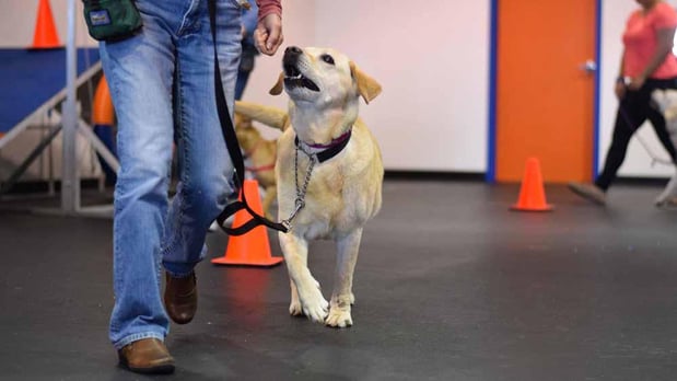 Images Zoom Room Dog Training - Littleton