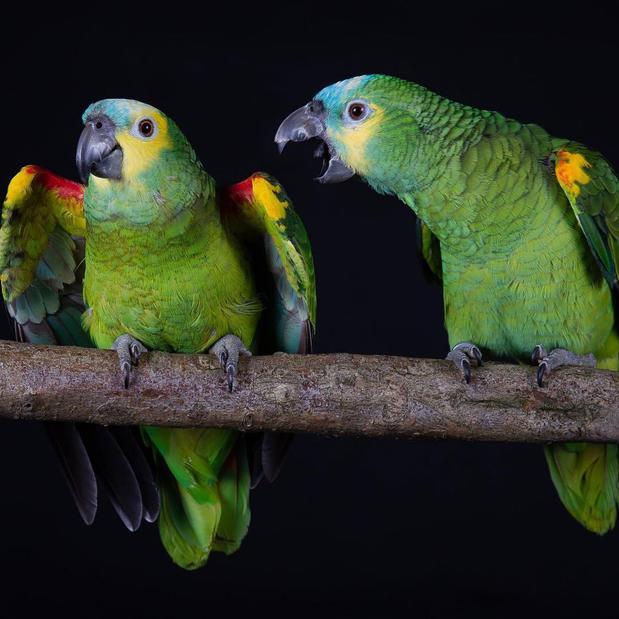 Images Amazon parrots Store
