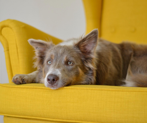 Images Ohana Chem-Dry