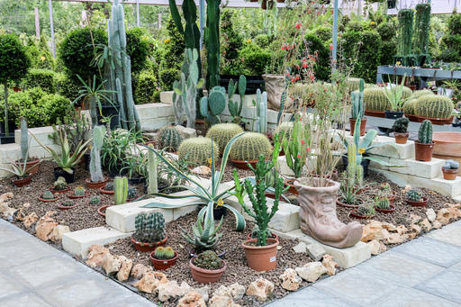 Images Vivaio Avagliano Piante