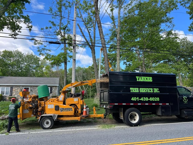 Images Yankee Tree Service