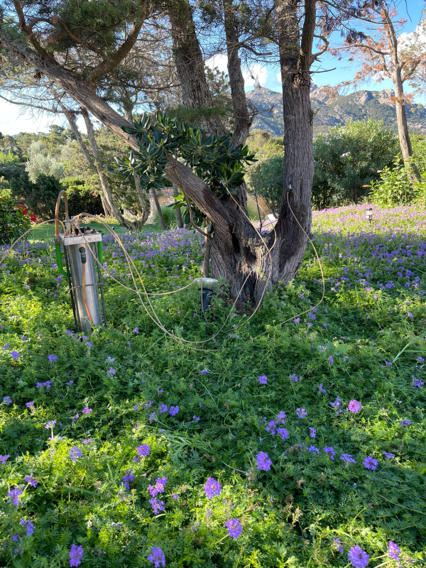 Images Disinfestazioni Ambientali Bachisio Carta