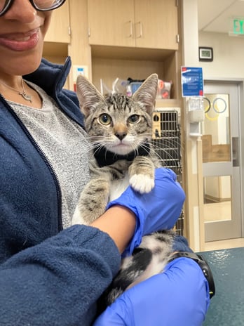 Images VCA West Los Angeles Animal Hospital
