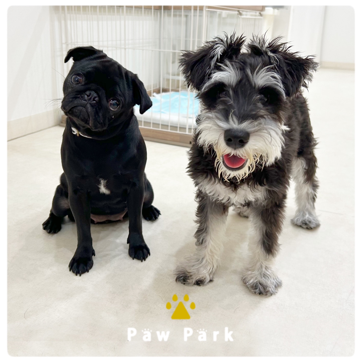 Images PawPark 犬のようちえん 高槻店