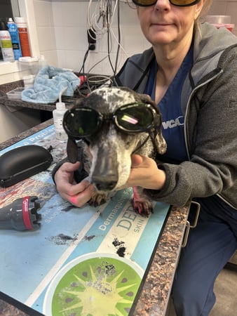Images VCA Peone Pines Animal Hospital