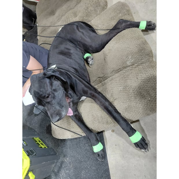 Images Electro- Elite Animal Therapy