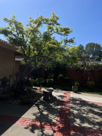 Images Sierra landscaping