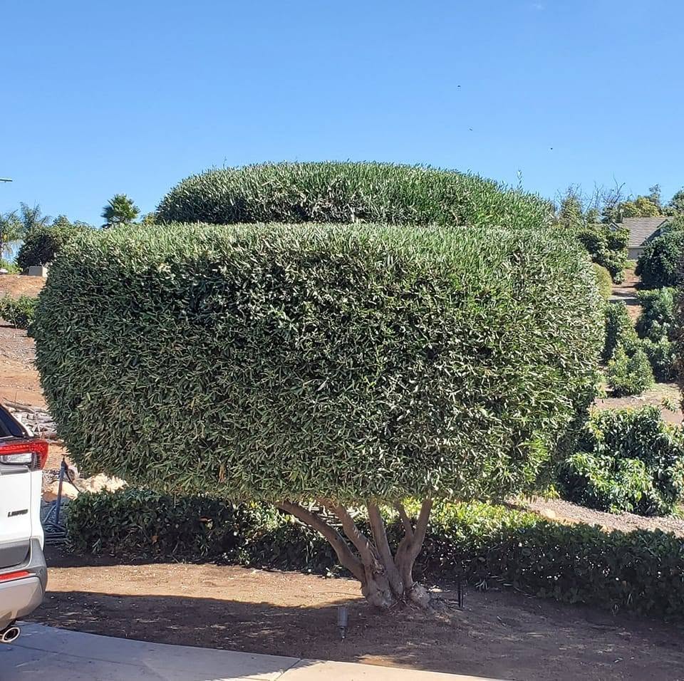 Francisco Landscaping & Construction - Tree Trimming Services 