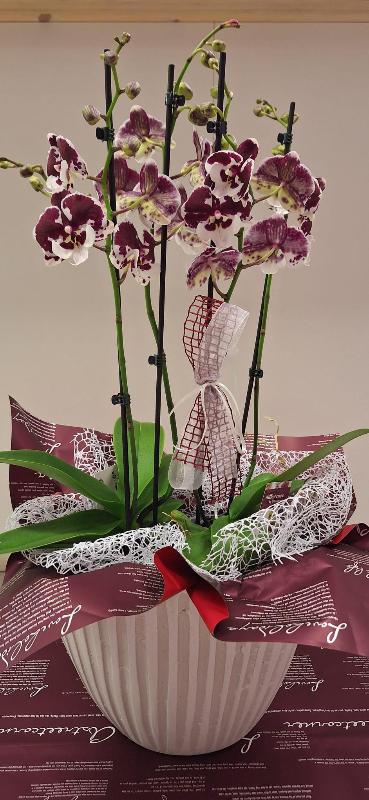 Images Fioreria Tessadri