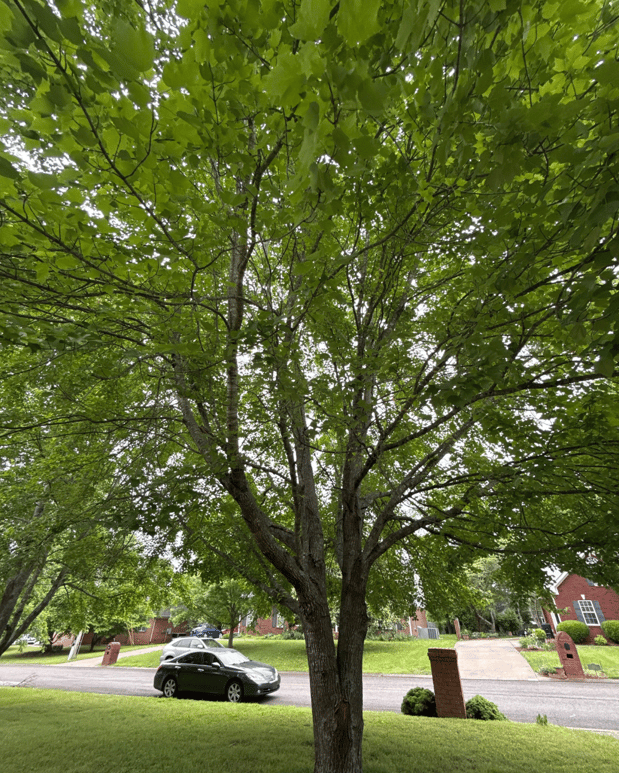 Images Tree Masters of Tennessee