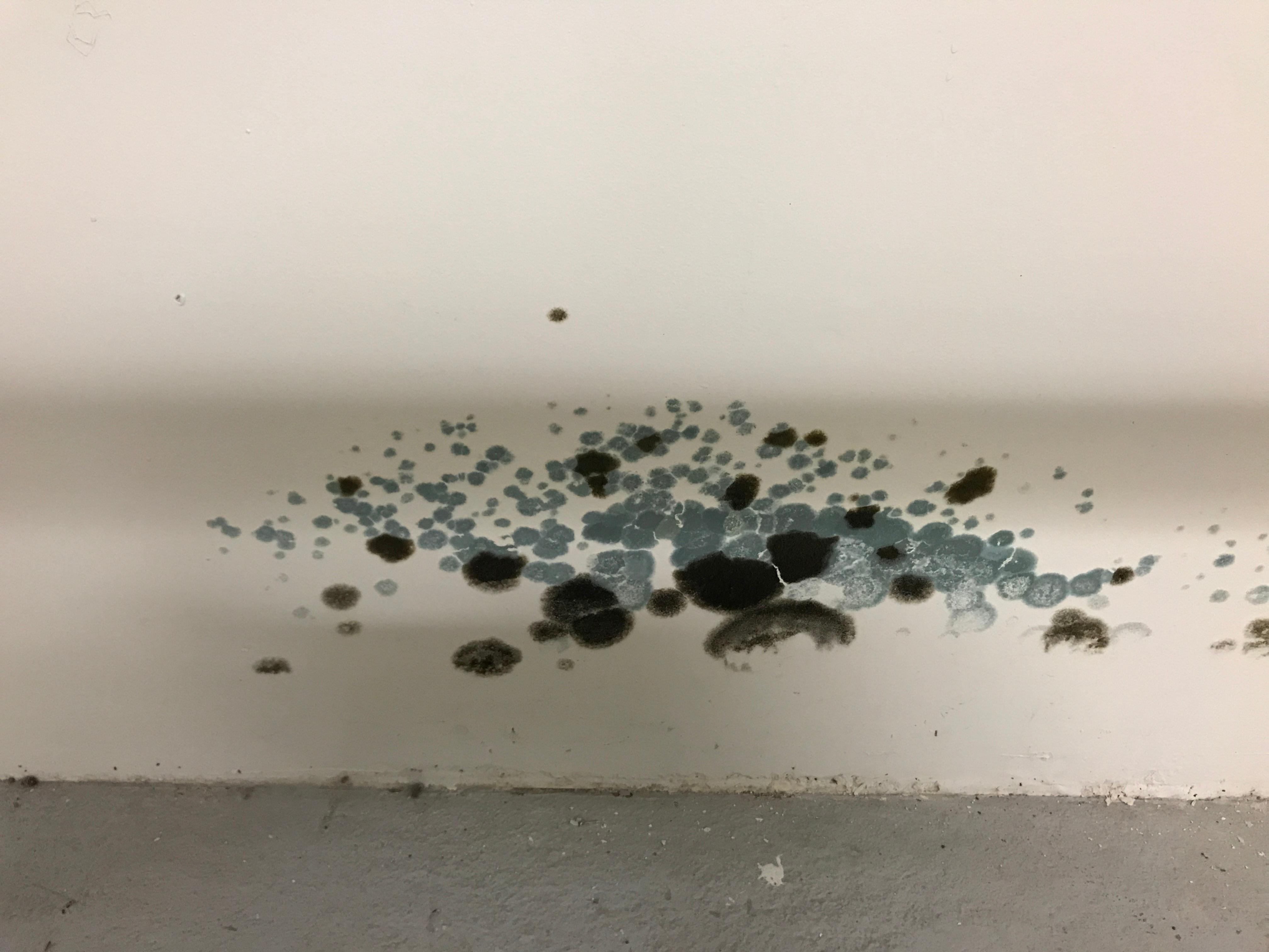 Can you spot the mold? SERVPRO can and we're here to help!