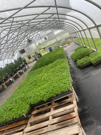 Images Wholesale Hemp Farms