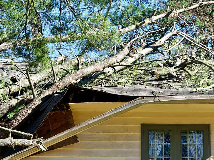 Boy, this January was a rough one! We were happy to be there for so many Portlanders who had issues resulting from the storm and tree damage.