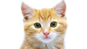 Images Aakirkeby Dyreklinik