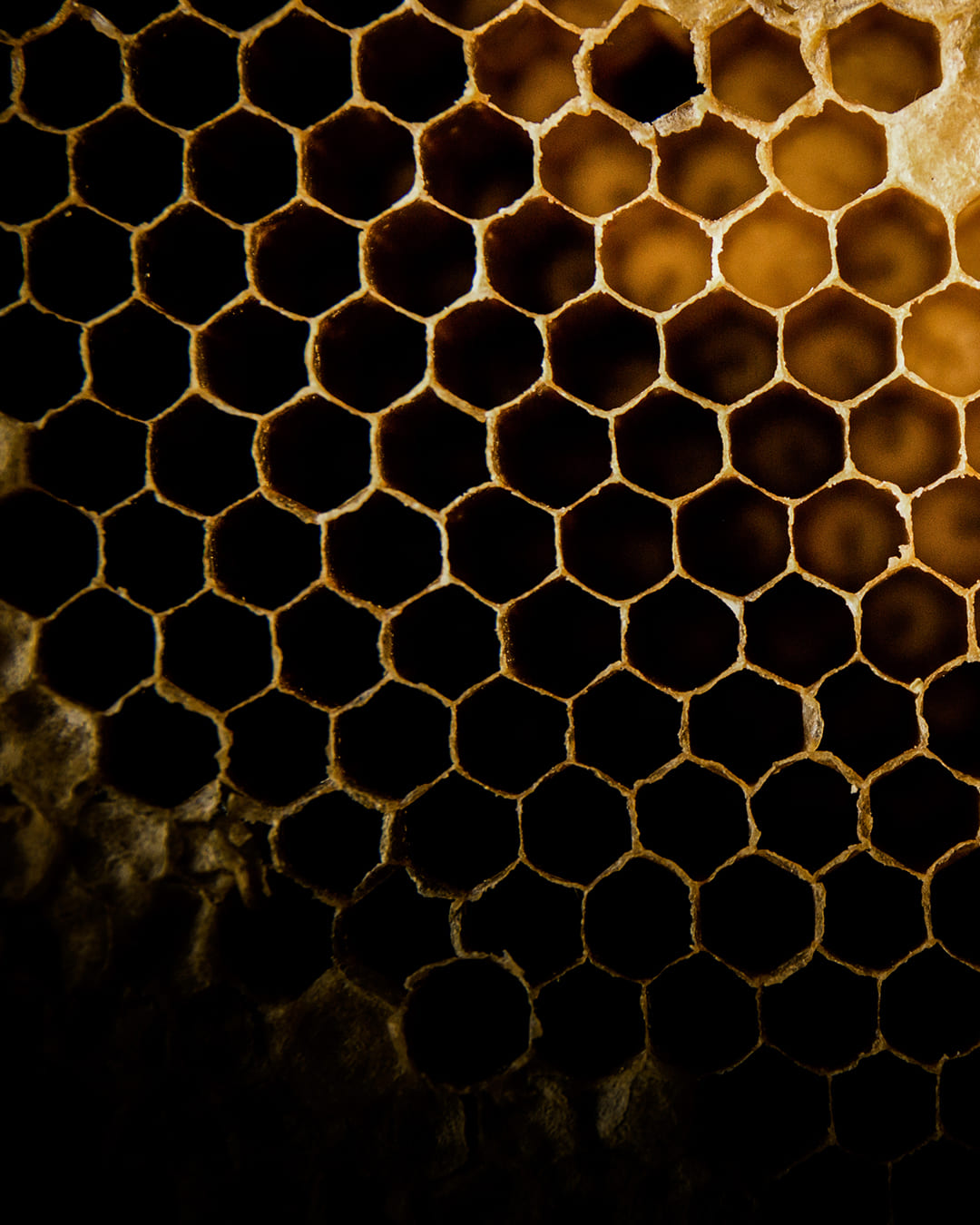 Agapie - Produzent & Lieferant für Bienengift, Gelee Royal, Propolis, Johannesstraße 39-45 in Stuttgart