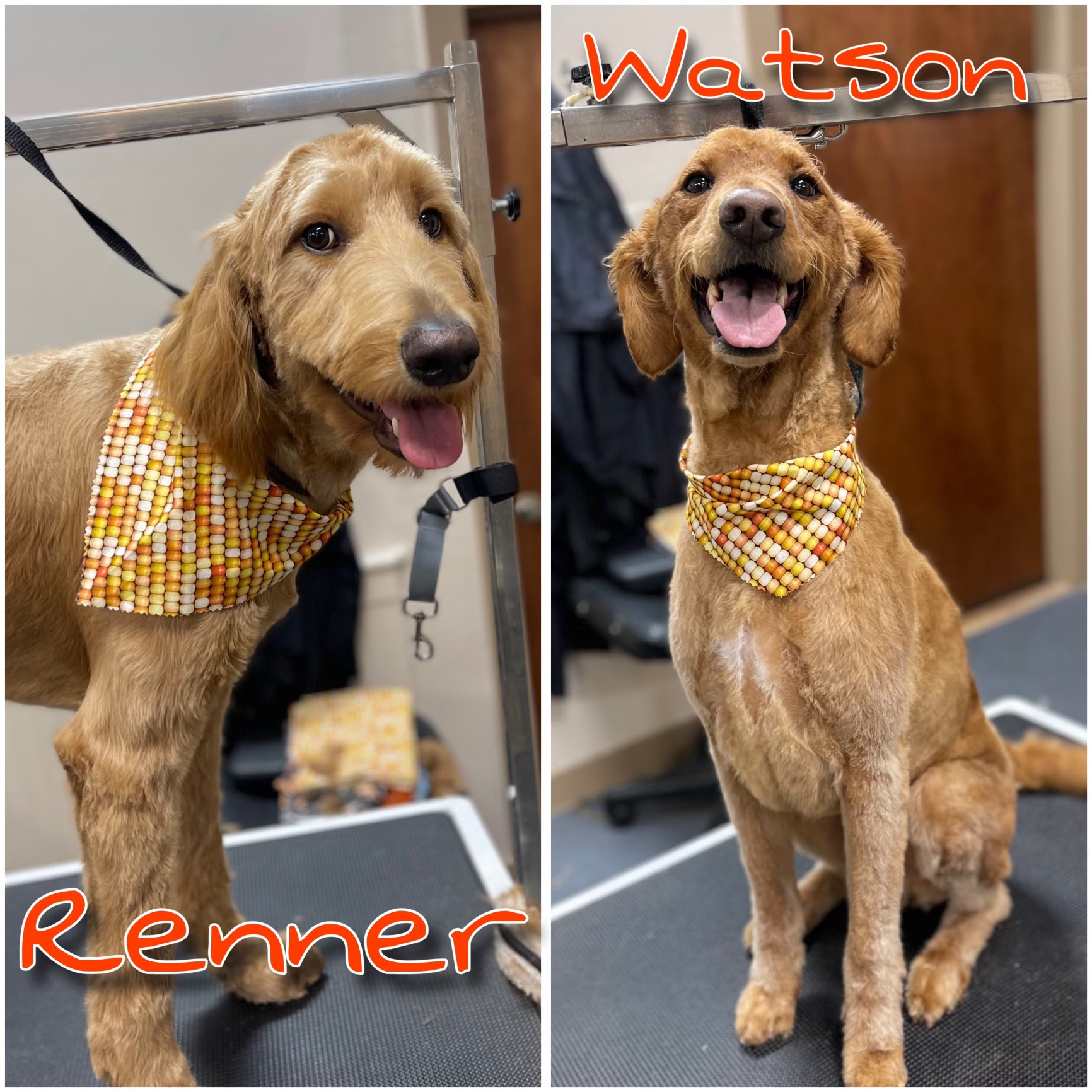 Two golden retriever dogs, named Renner and Watson, are shown side-by-side wearing festive bandanas. Renner is on the left, standing and looking at the camera with its tongue slightly out. Watson is on the right, sitting and smiling with its tongue out. Both dogs appear to have been recently groomed.