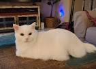 Images The Coastal Cat Resort And Spa