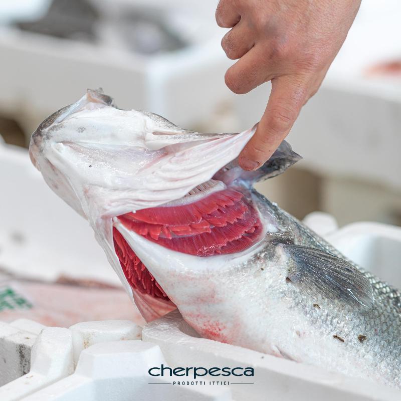 Images Cherpesca Srl
