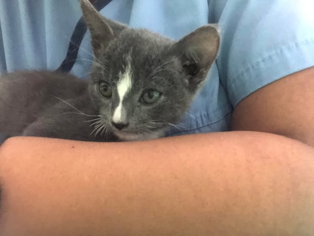 Images Melrose La Brea Animal Hospital