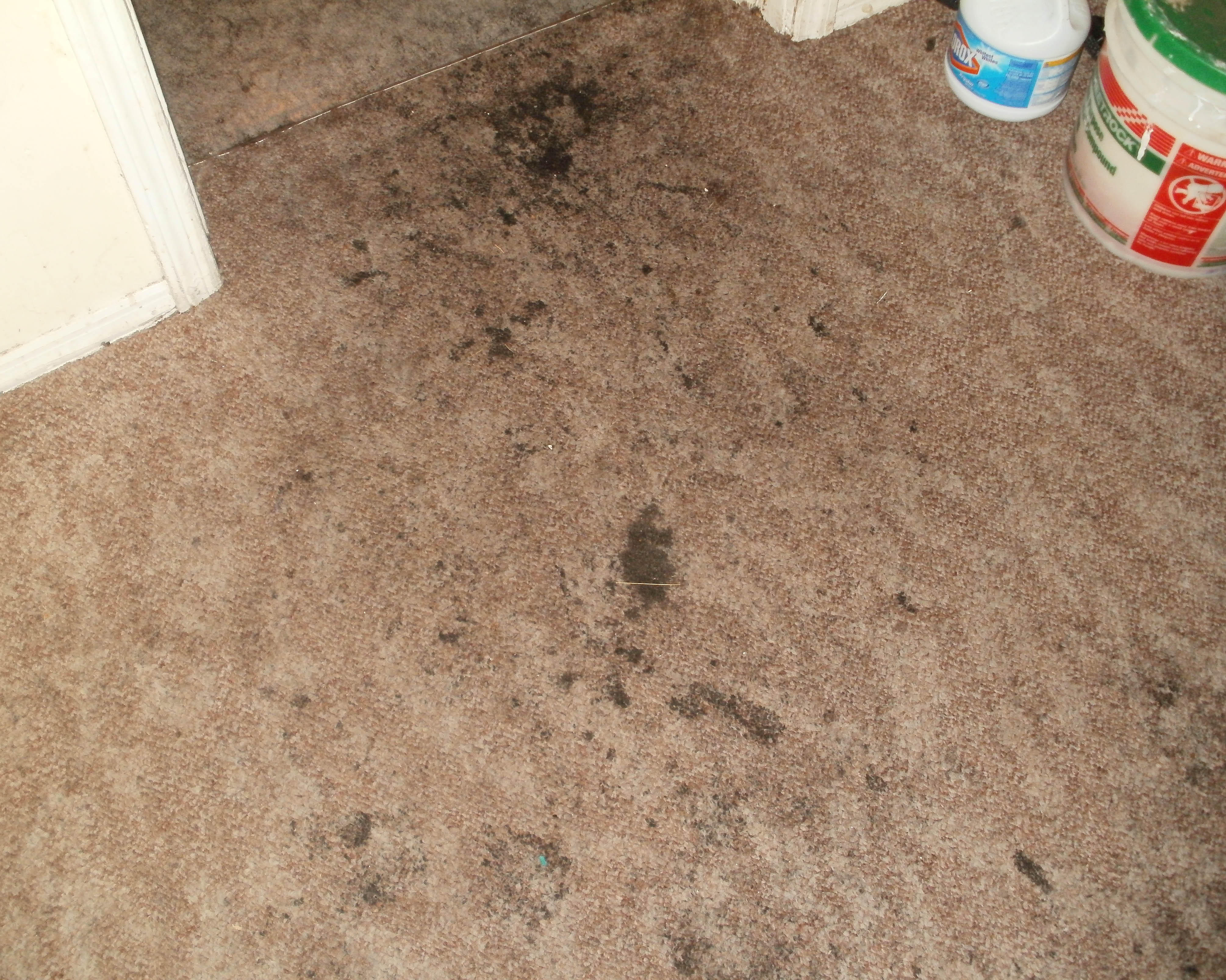 Mold growth is also a form of secondary damage after a water event . If your home has recently suffered any type of water damage, then you should call SERVRO of Jacksonville Westside/ Orange Park for a professional mold inspection. Give us a call!