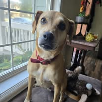 Images Canine Harmony