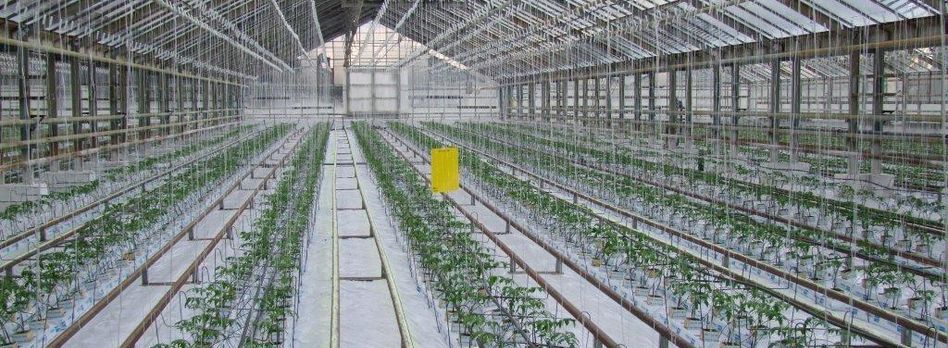 Images Árpád Biokontroll 2003 Kft.