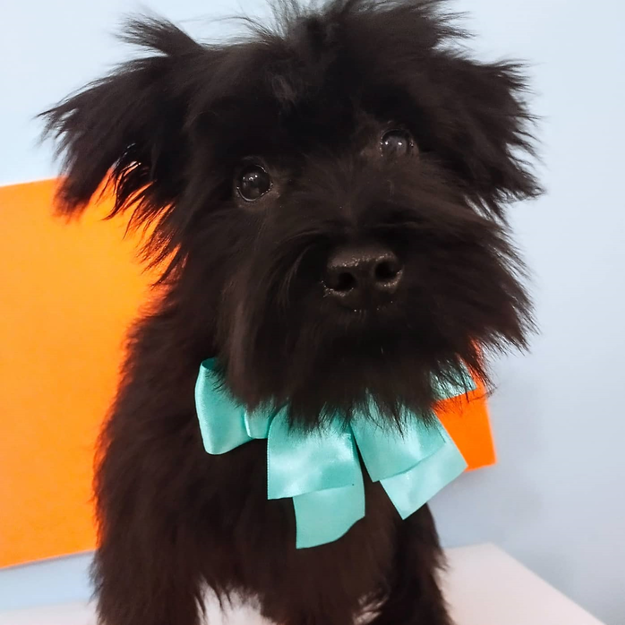 Images Braccobagno Bau Toelettatura