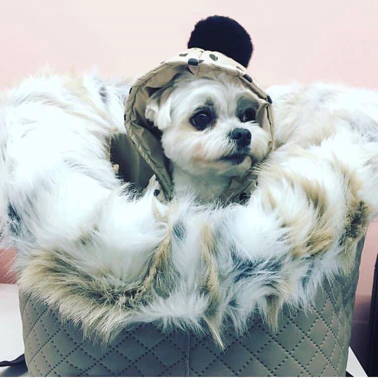 Images Homerdog