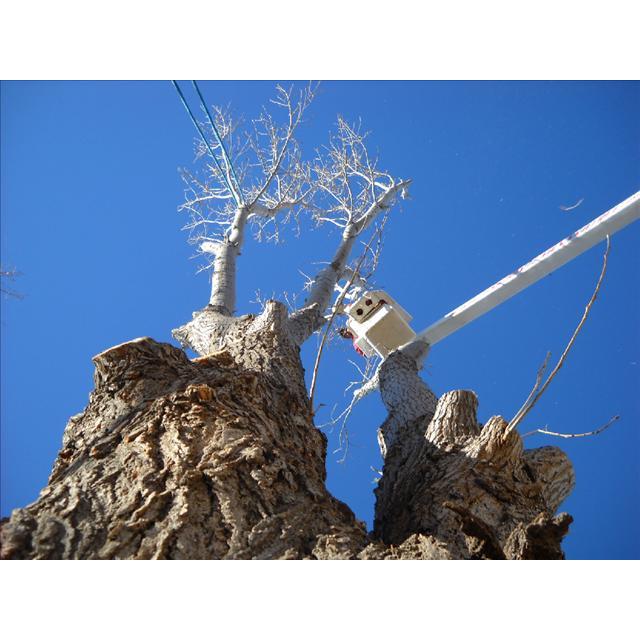 Discount Lawn & Tree