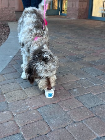 Images Nautical Bowls