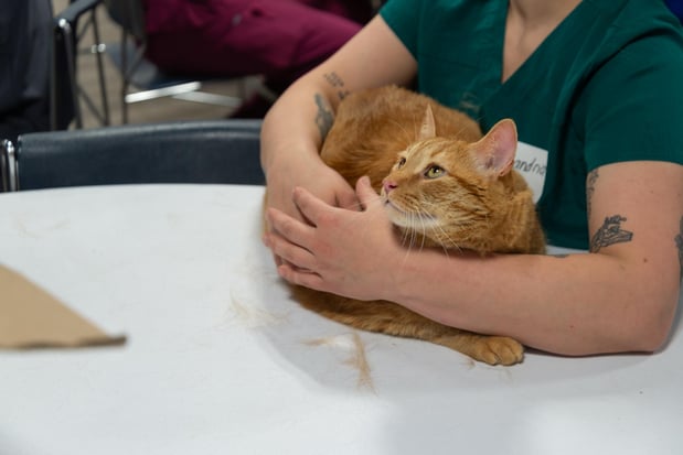 Images Furgent Care Vet