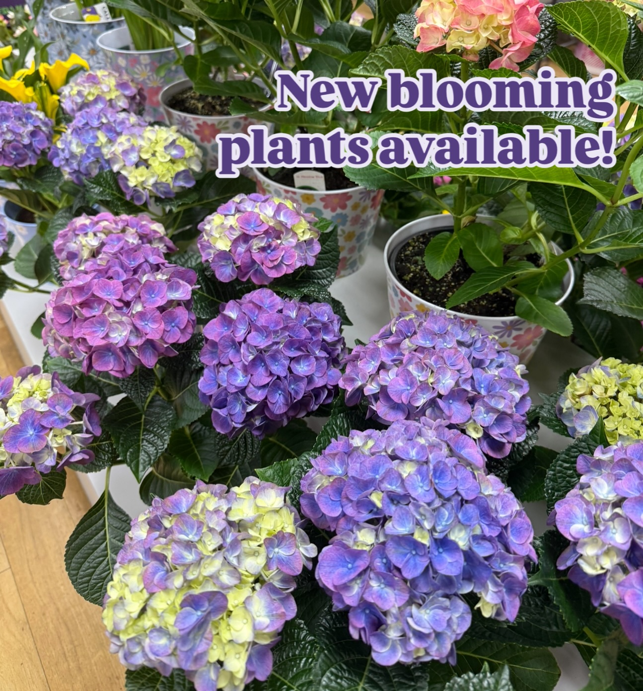 Flowerama Cedar Falls Image