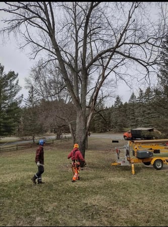Images Paul's Tree Service
