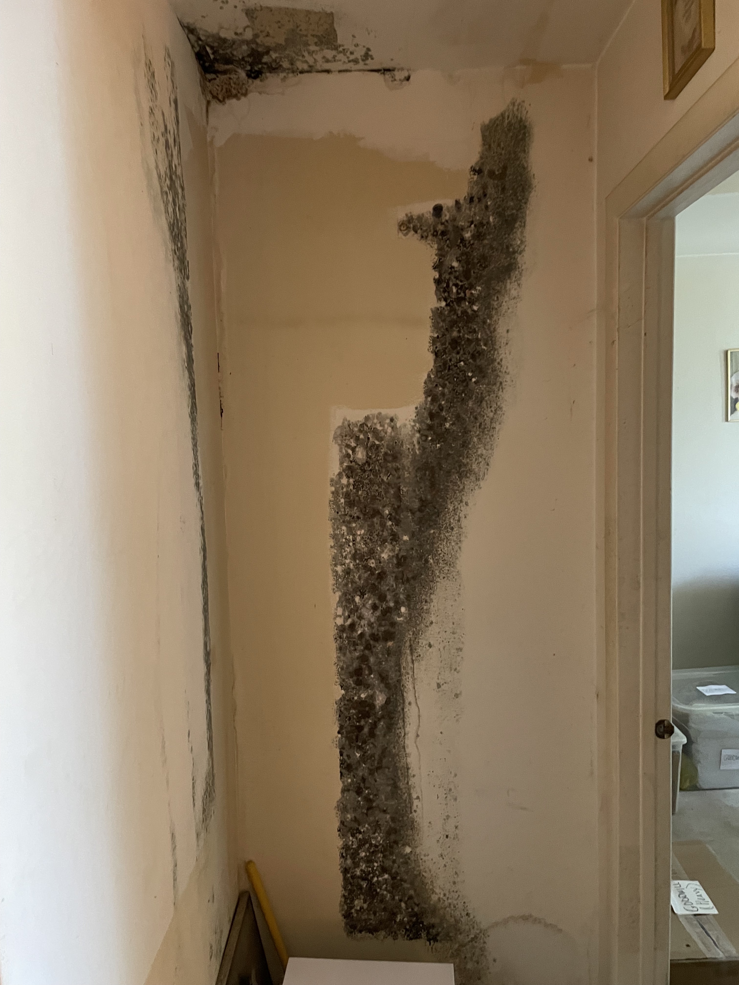 Don't let mold damage take a toll on your property. Call SERVPRO of Berlin/Williamstown today for professional mold damage restoration services and regain a safe and healthy environment.