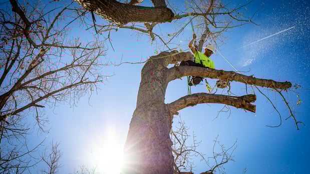 Images King Tree Service