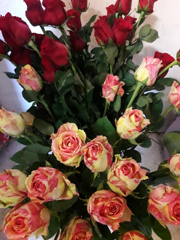 Images I Fiori di Marina