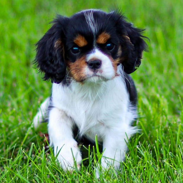 Images Pine Acres Puppies