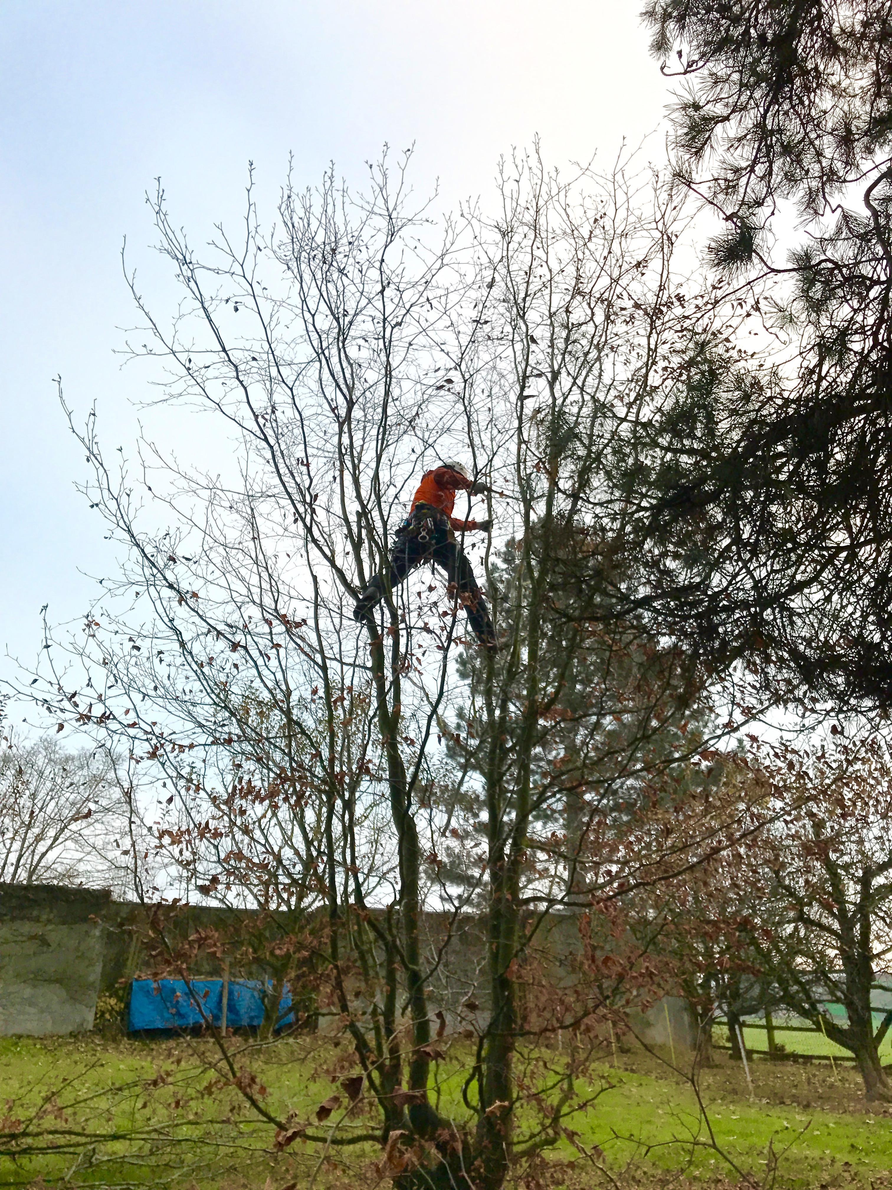 Baummensch GmbH, Seestrasse 20 in Thun