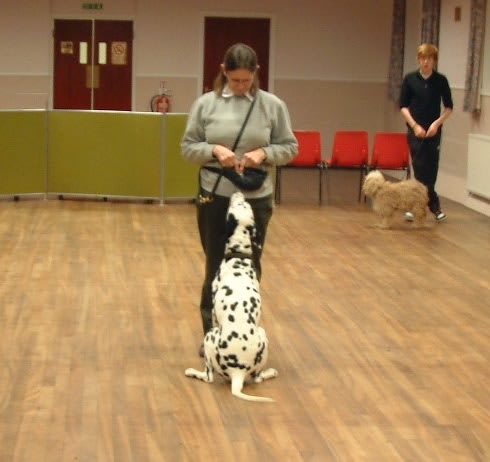 Images 3 Counties Dog Training